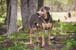 Фото собаки породы блю-лейси Блю-лейси