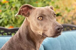 Порода блю-лейси Собака родом из Америки блю лейси