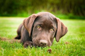 Щенок блю-лейси Щенок блю-лейси