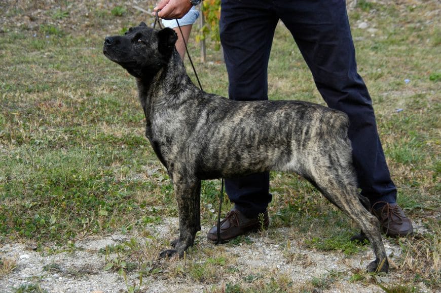 Азорская пастушья собака: описание породы