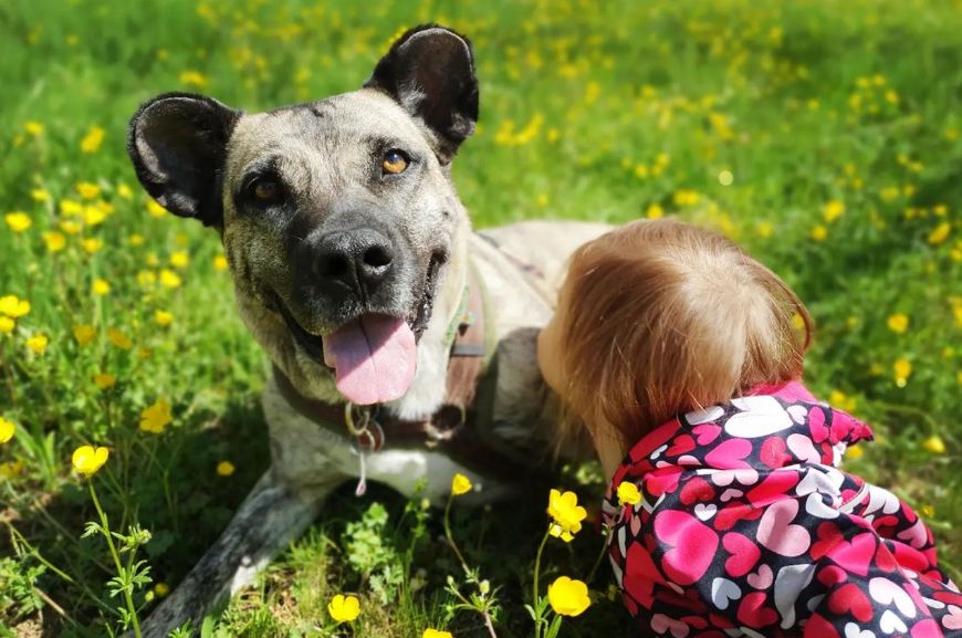 Азорская пастушья собака с девочкой 
