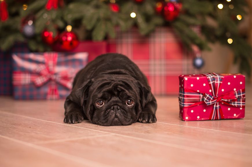 Идеи новогодних подарков для собаки