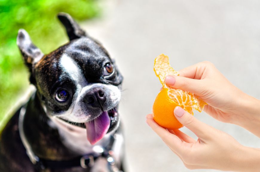 Как часто можно давать собаке мандарины?