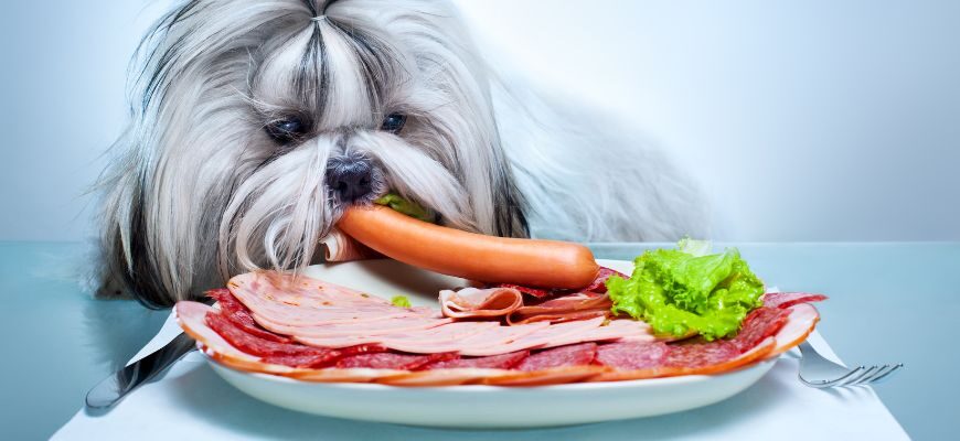 Можно ли собакам колбасу