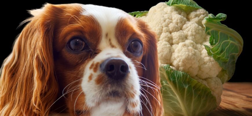 Можно ли собакам цветную капусту?