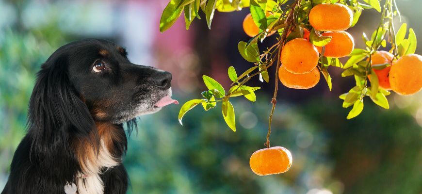 Можно ли собакам мандарины