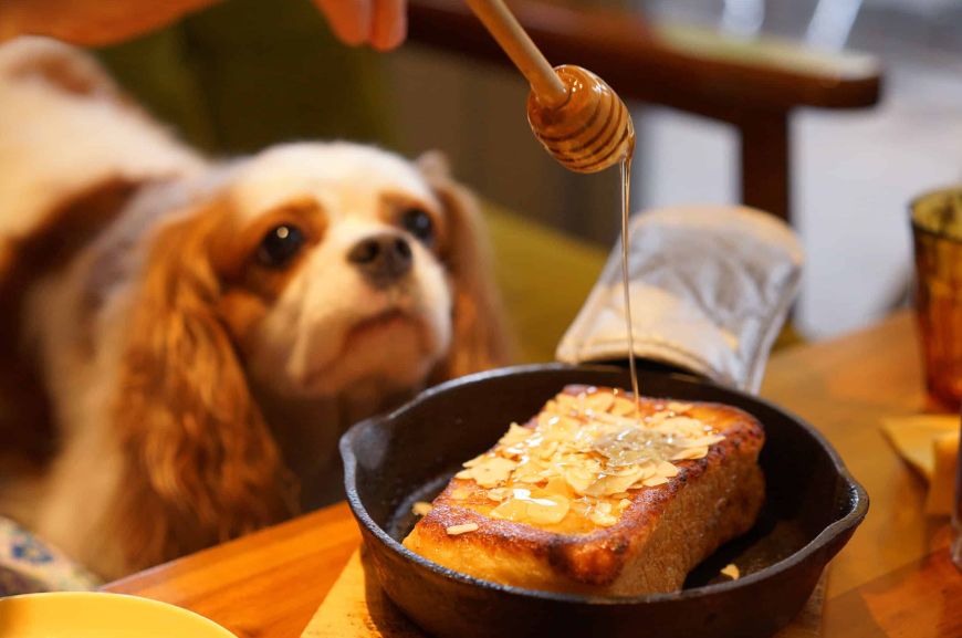 Можно ли собакам мёд