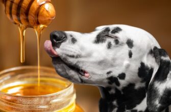 Можно ли собаке мёд