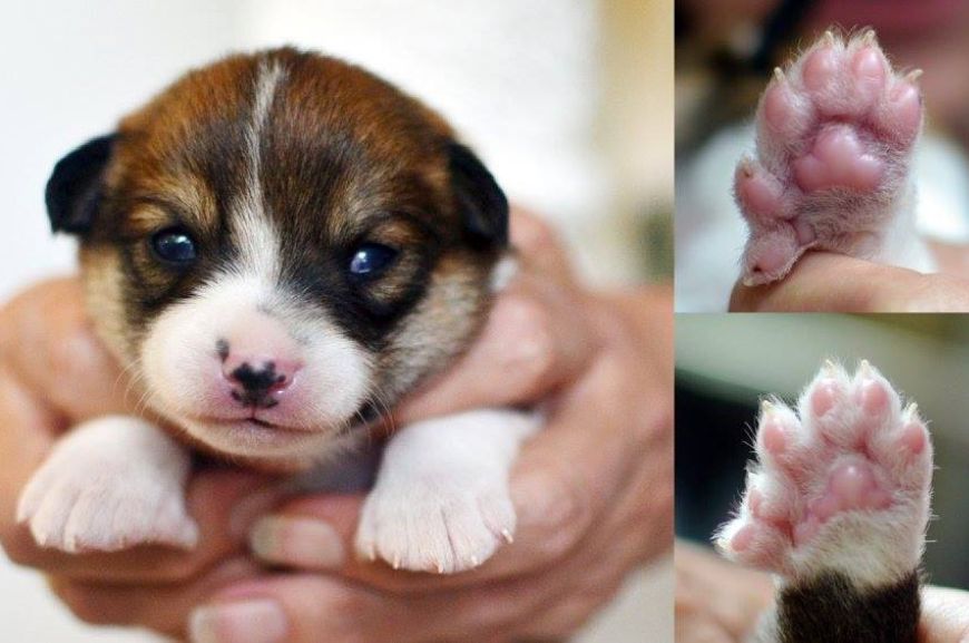 Норвежский лундехунд – собака с шестью пальцами