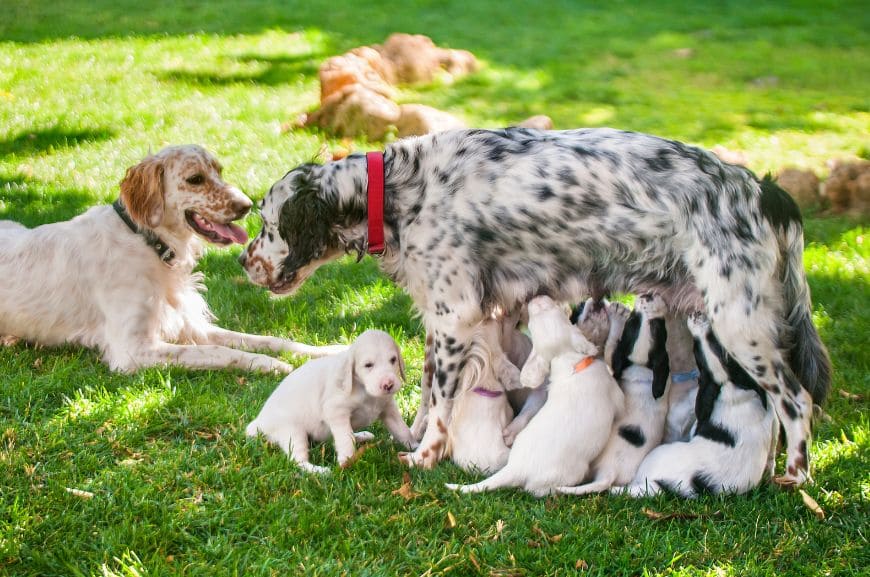 Сколько щенят может родить собака