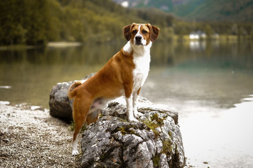 Собака австрийский пинчер