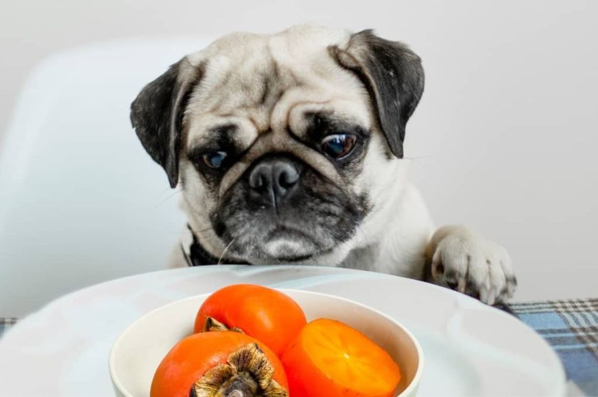 Что делать, если собака съела хурму с косточкой?