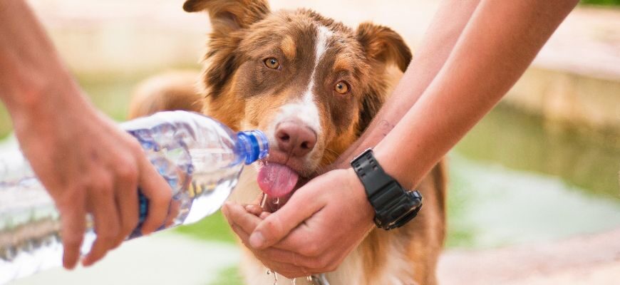 Можно ли собакам минеральную воду?