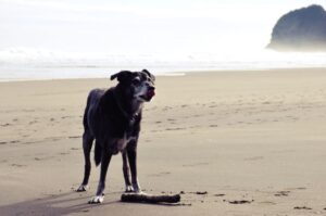 Новозеландская овчарка на побережье Новозеландская овчарка на побережье океана