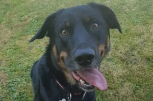 Фото хантвея Фото породы хантвей