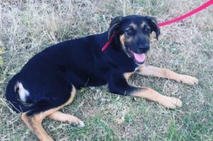 Собака хантвей Порода собаки хантвей