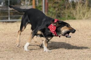 Новозеландская овчарка Порода новозеландская овчарка