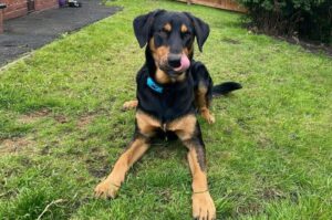 Новозеландская овчарка Новозеландская овчарка: фото