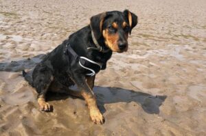 Фото новозеландской овчарки Фото новозеландской овчарки хантвей