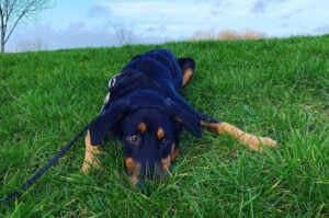 Новозеландская овчарка Порода новозеландская овчарка