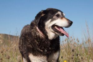 Собака породы хантвей Фото собаки породы хантвей