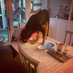 Новозеландская овчарка ест на столе Новозеландская овчарка забралась на стол и ест