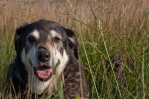 Новозеландская овчарка в траве Новозеландская овчарка: фото