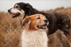 Фото новозеландских овчарок Фото новозеландских овчарок