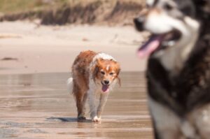 Новозеландские овчарки Новозеландские овчарки: фото