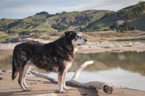 Порода собак хантвей Порода собак хантвей: фото