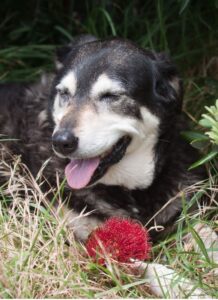 Порода новозеландская овчарка Собака новозеландская овчарка