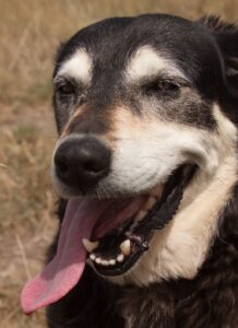 Фото породы новозеландская овчарка Фото собаки новозеландская овчарка