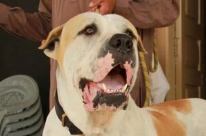 Порода булли кутта Порода собак булли кутта