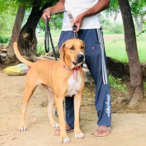 Пакистанский мастиф с человеком Пакистанский мастиф с хозяином