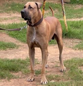 Пакистанский мастиф Пакистанский мастиф: фото