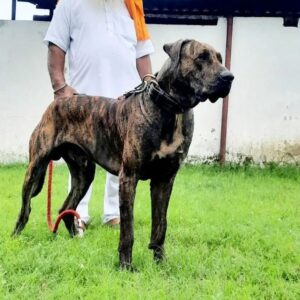 Собака мастиф Синдхи Мастиф Синдхи: фото