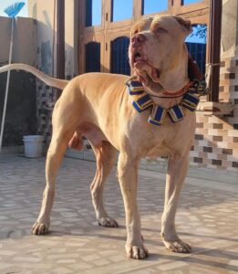 Собака мастиф Синдхи Мастиф Синдхи