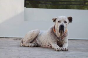 Мастиф Синдхи Порода мастиф Синдхи