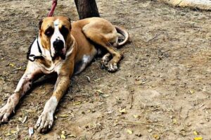 Индийский мастиф Порода индийский мастиф