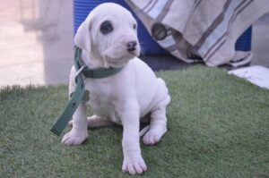 Индийский мастиф: щенок Фото щенка индийского мастифа