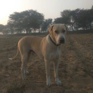 Порода индийский мастиф Фото индийского мастифа