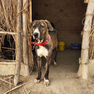 Индийский мастиф Собака индийский мастиф