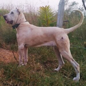Собака мастиф Алангу Собака породы мастиф Алангу