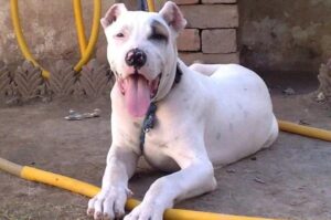 Булли кутта Собака булли кутта