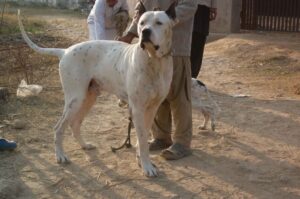 Мастиф Алангу Мастиф Алангу: фото