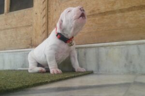 Щенок пакистанского мастифа Пакистанский мастиф щенок