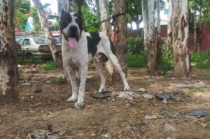 Порода собак пакистанский мастиф Пакистанский мастиф: фото