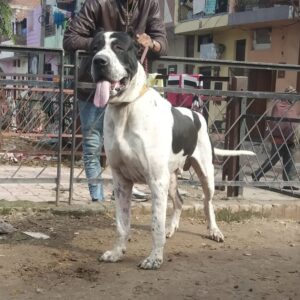 Пакистанский мастиф: фото Фото пакистанского мастифа