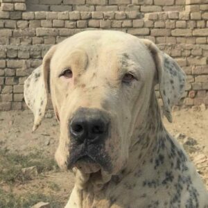 Собака пакистанский мастиф Порода собак пакистанский мастиф