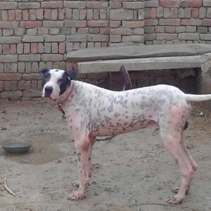 Пакистанский мастиф Порода пакистанский мастиф